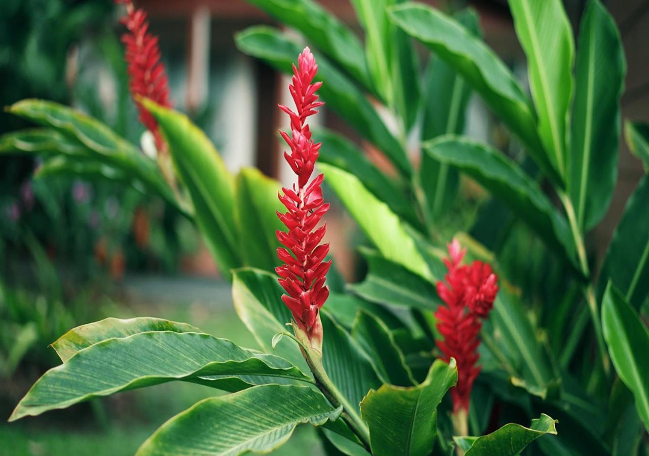 Hotel Eco Arenal La Fortuna المظهر الخارجي الصورة
