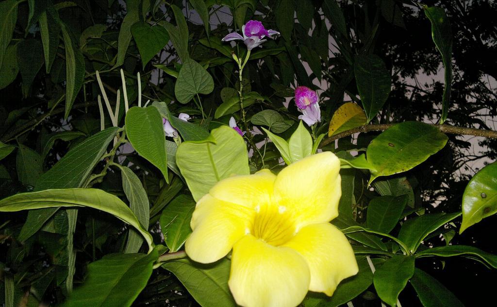 Hotel Eco Arenal La Fortuna المظهر الخارجي الصورة