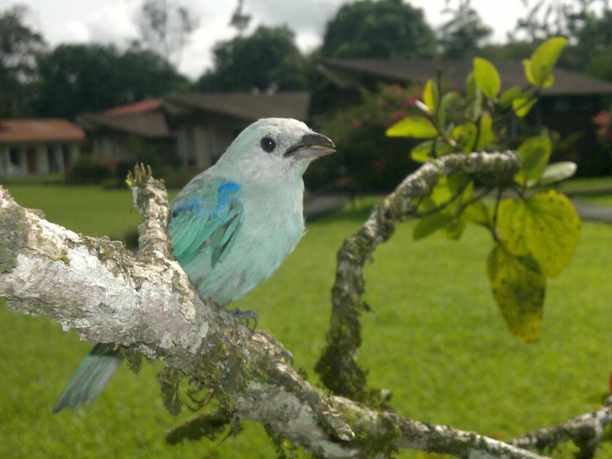 Hotel Eco Arenal La Fortuna الغرفة الصورة